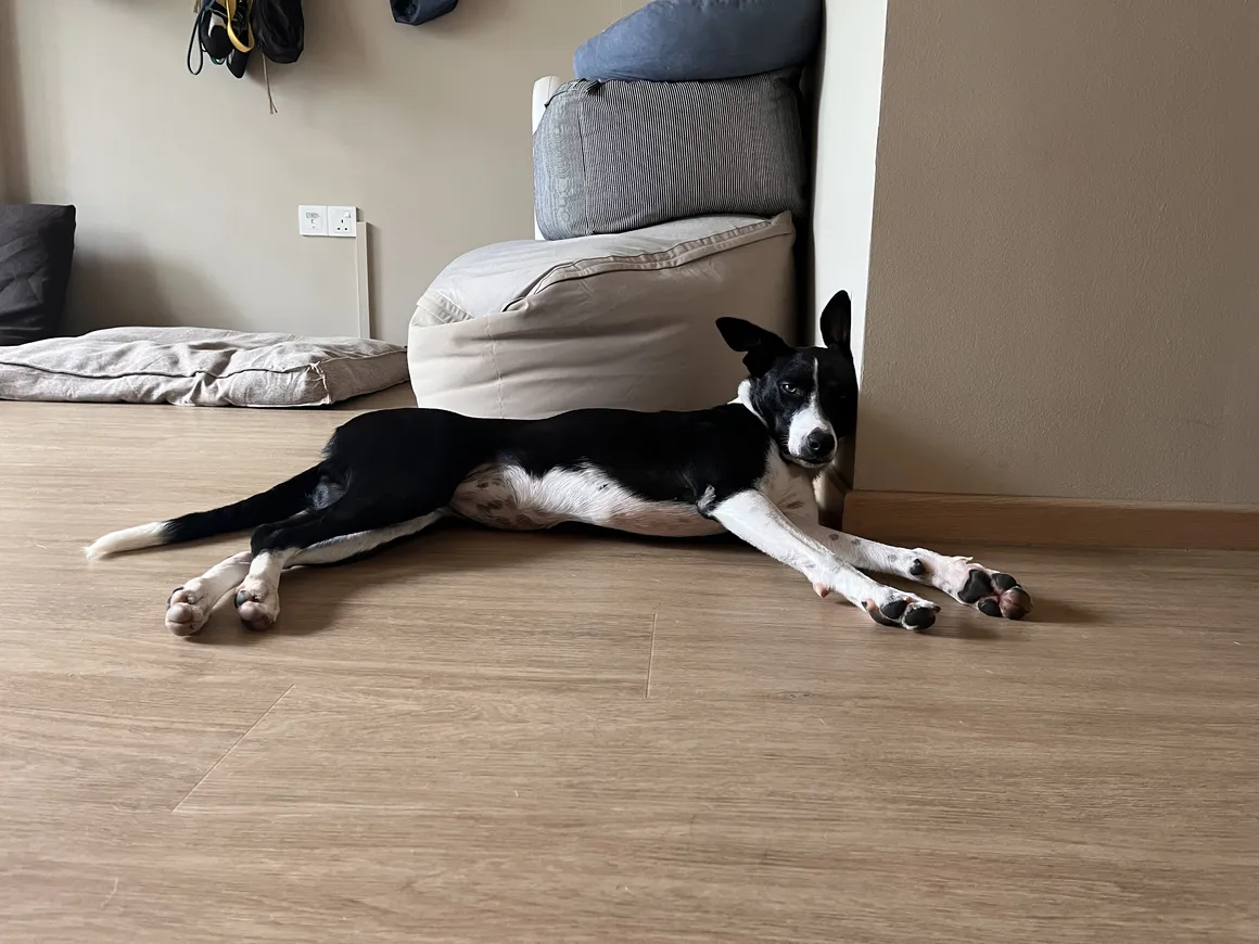 Tiny stretched out nearby