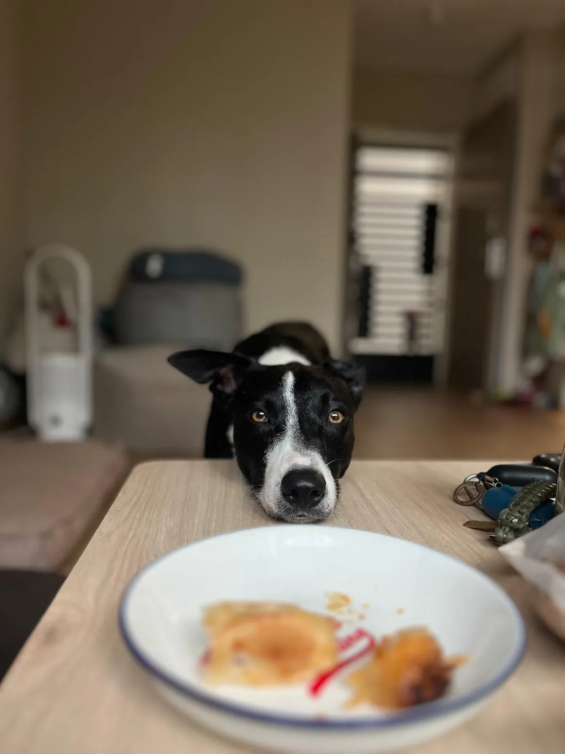 Tiny eyeing breakfast