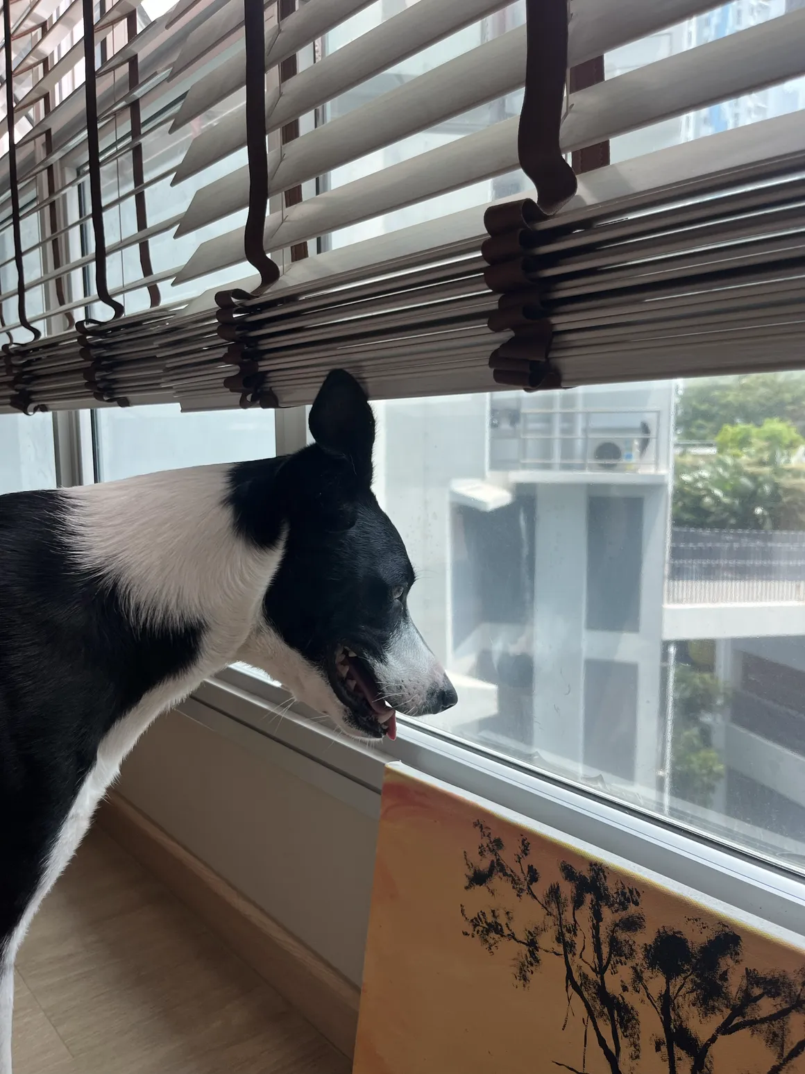 Tiny by the window