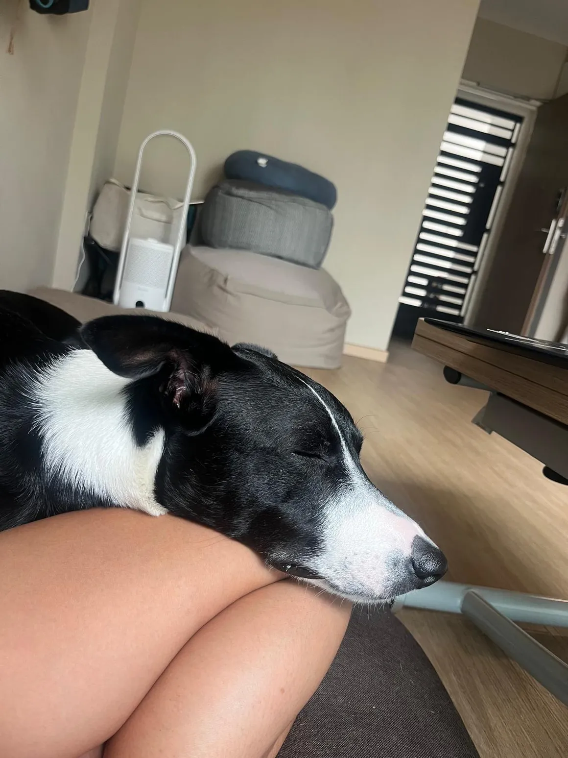 Tiny napping on lap