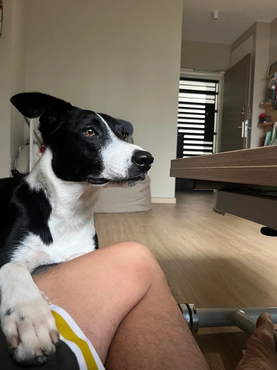 Tiny negotiating from Alan's lap