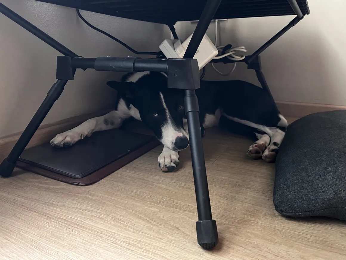 Tiny curled under Weiwen's desk